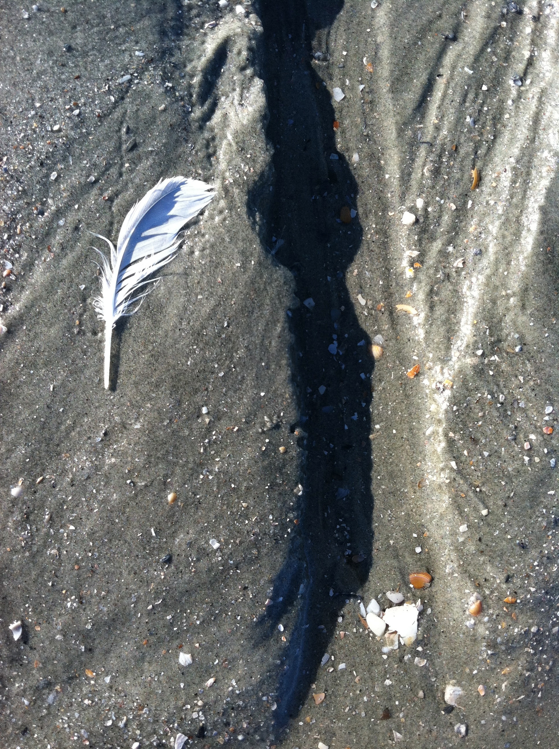 Beach Still Life photo by Lisa Lindahl